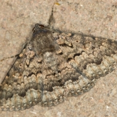 Eudesmeola lawsoni (Lawson's Night Moth) at Melba, ACT - 28 Dec 2020 by Bron