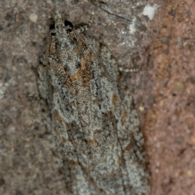 Thrincophora inconcisana (A Tortricid moth) at Melba, ACT - 28 Dec 2020 by Bron