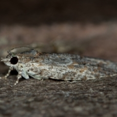 Thrincophora inconcisana at Melba, ACT - 28 Dec 2020