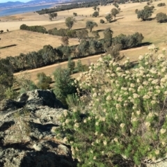 Cassinia aculeata subsp. aculeata (Dolly Bush, Common Cassinia, Dogwood) at Table Top, NSW - 6 May 2021 by Alburyconservationcompany