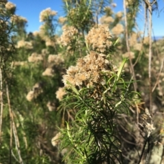 Cassinia aculeata subsp. aculeata at Table Top, NSW - 6 May 2021 11:00 AM