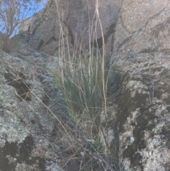 Dianella longifolia var. longifolia (Pale Flax Lily, Blue Flax Lily) at Table Top, NSW - 6 May 2021 by Alburyconservationcompany