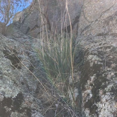 Dianella longifolia var. longifolia (Pale Flax Lily, Blue Flax Lily) at Albury - 6 May 2021 by Alburyconservationcompany