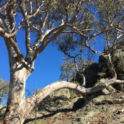 Eucalyptus blakelyi (Blakely's Red Gum) at Albury - 6 May 2021 by Alburyconservationcompany