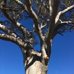 Eucalyptus blakelyi at Table Top, NSW - 6 May 2021 11:00 AM