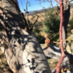 Eucalyptus blakelyi at Table Top, NSW - 6 May 2021