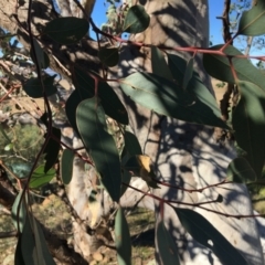 Eucalyptus blakelyi at Table Top, NSW - 6 May 2021