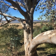 Eucalyptus blakelyi at Table Top, NSW - 6 May 2021 11:00 AM