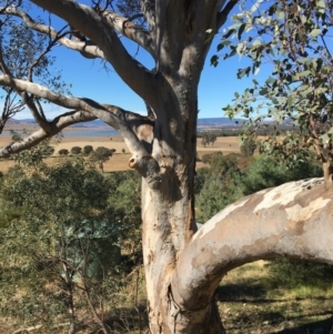 Eucalyptus blakelyi at Table Top, NSW - 6 May 2021