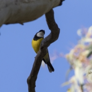 Pachycephala pectoralis at Acton, ACT - 3 May 2021