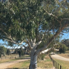 Eucalyptus mannifera (Brittle Gum) at Albury - 6 May 2021 by Alburyconservationcompany