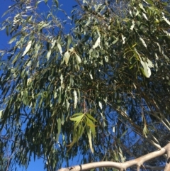 Eucalyptus mannifera at Table Top, NSW - 6 May 2021 12:00 PM