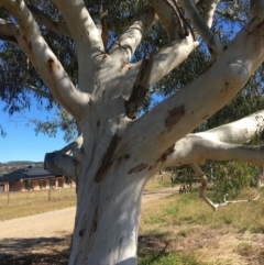 Eucalyptus mannifera at Table Top, NSW - 6 May 2021 12:00 PM