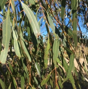 Eucalyptus mannifera at Table Top, NSW - 6 May 2021
