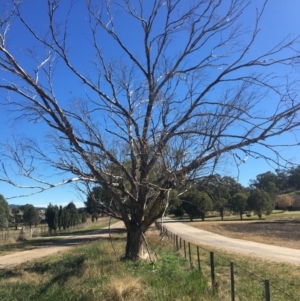 Eucalyptus mannifera at Table Top, NSW - 6 May 2021