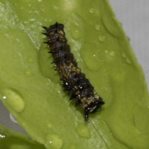 Papilio anactus at Higgins, ACT - 4 May 2021