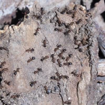Papyrius nitidus (Shining Coconut Ant) at Cook, ACT - 29 Mar 2021 by AlisonMilton