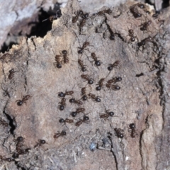 Papyrius nitidus at Cook, ACT - suppressed