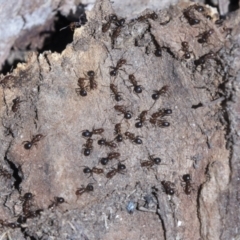 Papyrius nitidus at Cook, ACT - 29 Mar 2021