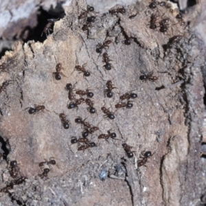 Papyrius nitidus at Cook, ACT - suppressed