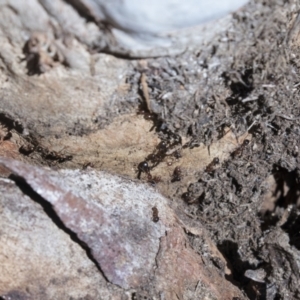 Papyrius nitidus at Cook, ACT - suppressed