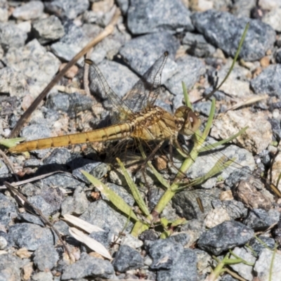 Diplacodes haematodes (Scarlet Percher) at Cook, ACT - 29 Mar 2021 by AlisonMilton