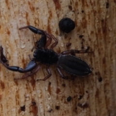 Holoplatys sp. (genus) (Unidentified Holoplatys jumping spider) at Molonglo River Reserve - 6 May 2021 by Kurt