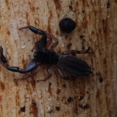 Holoplatys sp. (genus) (Unidentified Holoplatys jumping spider) at Kama - 6 May 2021 by Kurt