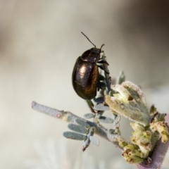 Chrysolina quadrigemina (Greater St Johns Wort beetle) at Cook, ACT - 29 Mar 2021 by AlisonMilton