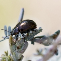 Chrysolina quadrigemina at Cook, ACT - 29 Mar 2021