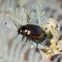 Chrysolina quadrigemina at Cook, ACT - 29 Mar 2021