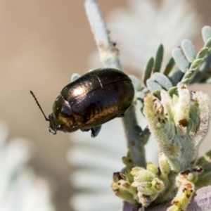 Chrysolina quadrigemina at Cook, ACT - 29 Mar 2021