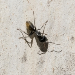 Camponotus aeneopilosus (A Golden-tailed sugar ant) at Cook, ACT - 29 Mar 2021 by AlisonMilton