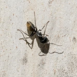 Camponotus aeneopilosus at Cook, ACT - 29 Mar 2021
