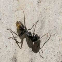 Camponotus aeneopilosus at Cook, ACT - 29 Mar 2021