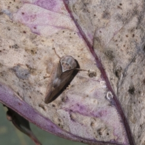 Brunotartessus fulvus at Cook, ACT - 29 Mar 2021 12:17 PM