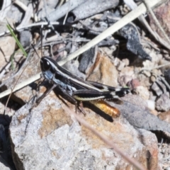 Macrotona australis (Common Macrotona Grasshopper) at Cook, ACT - 29 Mar 2021 by AlisonMilton