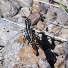 Macrotona australis at Cook, ACT - 29 Mar 2021