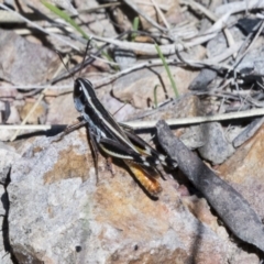 Macrotona australis at Cook, ACT - 29 Mar 2021