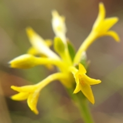 Pimelea curviflora (Curved Rice-flower) at Cook, ACT - 4 May 2021 by drakes