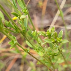 Pimelea curviflora at Cook, ACT - 5 May 2021