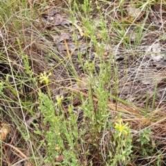 Pimelea curviflora at Cook, ACT - 5 May 2021