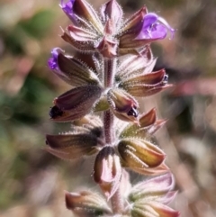 Salvia verbenaca var. verbenaca (Wild Sage) at Cook, ACT - 25 Apr 2021 by drakes