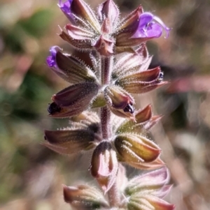 Salvia verbenaca var. verbenaca at Cook, ACT - 25 Apr 2021