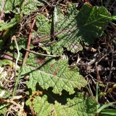 Salvia verbenaca var. verbenaca at Cook, ACT - 25 Apr 2021 02:15 PM