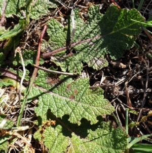 Salvia verbenaca var. verbenaca at Cook, ACT - 25 Apr 2021