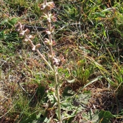 Salvia verbenaca var. verbenaca at Cook, ACT - 25 Apr 2021