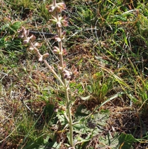 Salvia verbenaca var. verbenaca at Cook, ACT - 25 Apr 2021 02:15 PM