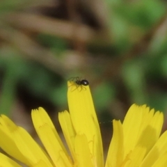 Linyphiidae (family) at Jerrabomberra Wetlands - 7 May 2021 by RodDeb