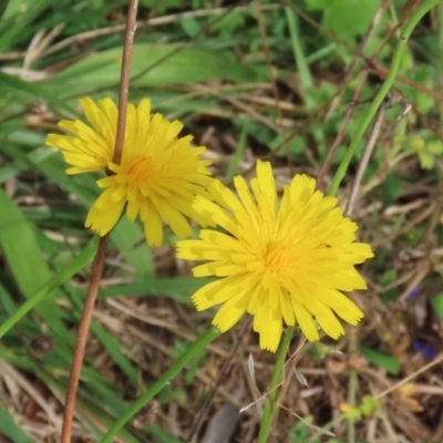 Hypochaeris radicata (Cat's Ear, Flatweed) at Jerrabomberra Wetlands - 7 May 2021 by RodDeb